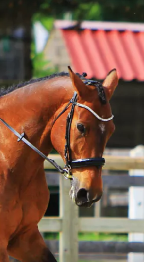 Equitation - Bridon noir grosse muserolle  - photo 1