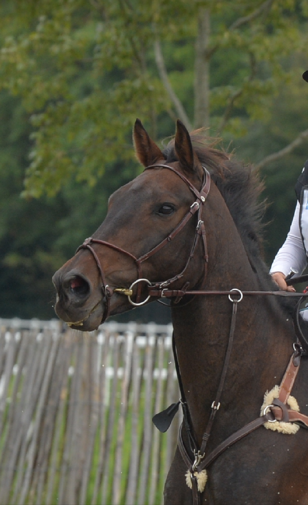 Equitation - Bridon cuir rond.  - photo 2