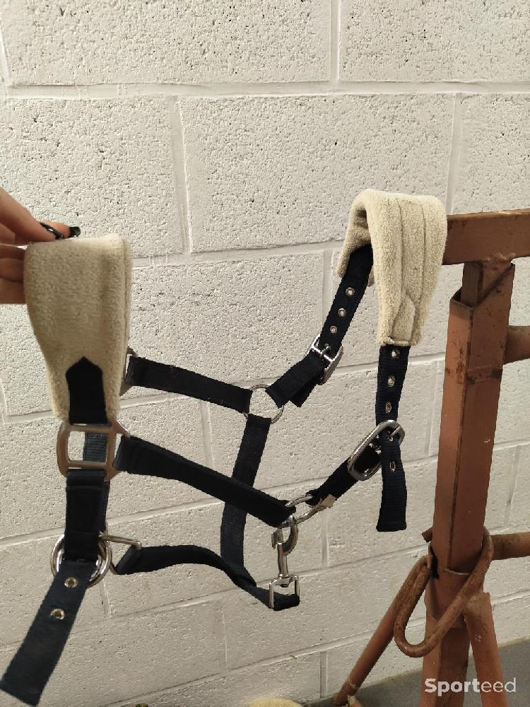 Equitation - Licol équitation  - photo 1