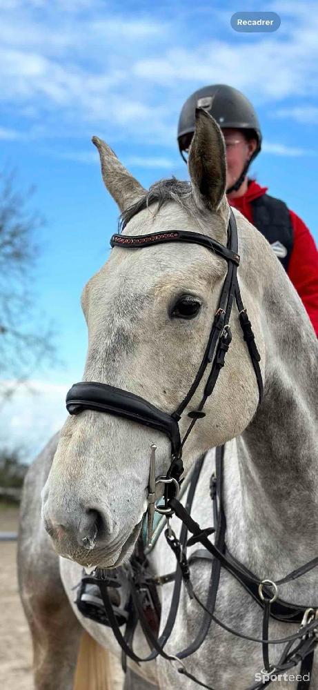 Equitation - Filet schockemohle - photo 1