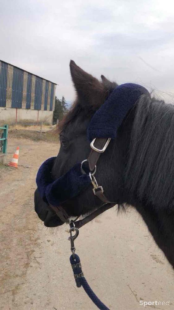 Equitation - Licol moumoute  - photo 1