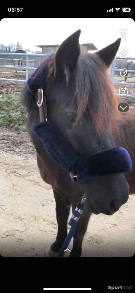 Equitation - Licol moumoute  - photo 2