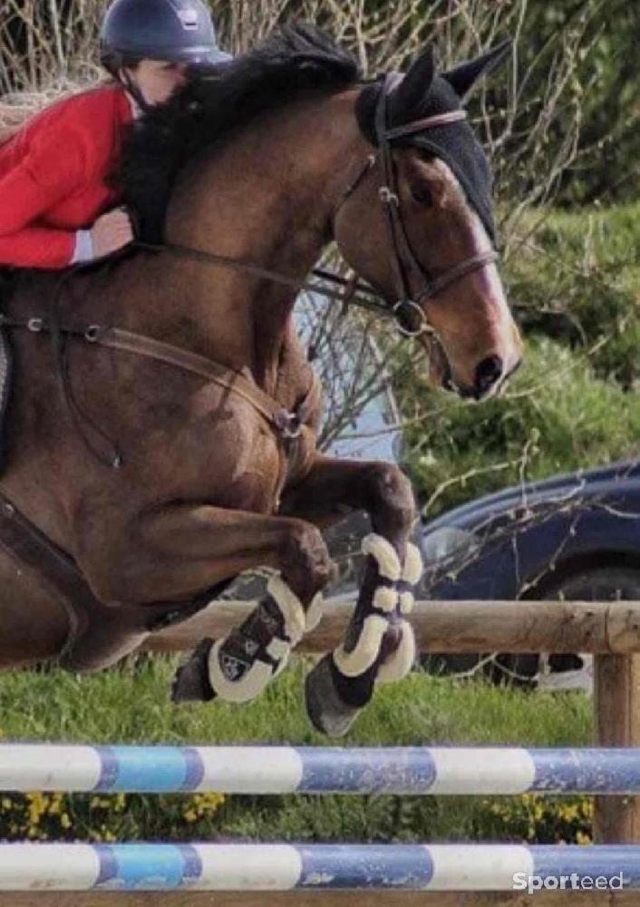 Equitation - Guêtres moutons cheval  - photo 1