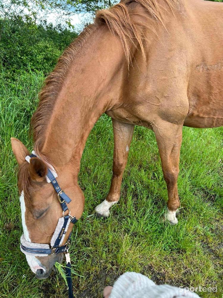 Equitation - Licol Eskadron - photo 1