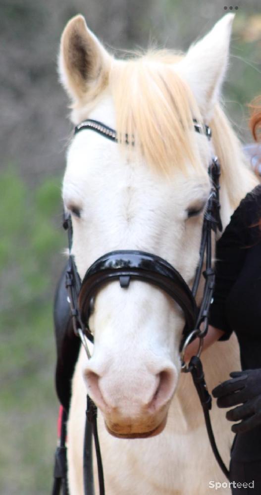 Equitation - Bridon filet Anky dressage anatomique cob noir  - photo 2