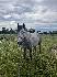Photo Flower53