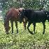 Photo Staro34