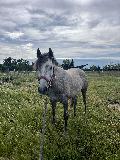 photo Flower53