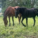 photo Staro34