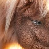 photo oceanehorse